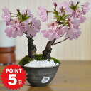 P5倍〜7/11まで!桜 盆栽 2本立ち ミニ盆栽 ミニ桜 桜盆栽 初心者 室内 鑑賞 卓上盆栽 一才桜 旭山桜 bonsai ボンサイ ぼんさい 誕生日 父の...