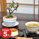 P5倍〜7/11まで!ミニ盆栽 ミニ盆栽とスイーツのセット 長寿梅と神戸プリン ミニ盆栽 ミニ ミニ盆栽 鉢花 花 菓子 セット長寿梅 抹茶 スイーツ ミニ 人...