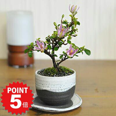 P5倍〜7/11まで！ミニ盆栽 睡蓮木 受