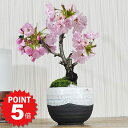 【ポイント5倍〜6/27まで】桜 盆栽 ミニ盆栽 ミニ桜 桜盆栽 旭山桜 一才桜 信楽焼 黒泥モダン丸鉢 盆栽ギフト 室内 自宅で花見 初心者 贈り物 ギフト ...