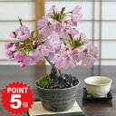 P5倍〜7/11まで!桜 盆栽 ミニ盆栽 ミニ桜 桜盆栽 風流な盆栽 信楽焼 盆栽ギフト 自宅でお花見 かわいい おしゃれ 初心者 室内 鑑賞 贈り物 ギフト ...