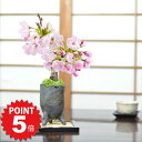 P5倍~7/11まで!桜 盆栽 ミニ盆栽 桜盆栽 旭山桜 1才桜 万古焼 黒金三足3号 鉢植え おしゃれ 盆栽ギフト 室内 自宅で花見 初心者 贈り物 ギフト プレゼント 誕生日 父の日 退職 開店祝い 結婚 入学 移転 送別 昇進 長寿祝い バレンタ