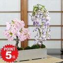 P5倍~7/11まで!桜 盆栽 藤 寄せ植え桜と藤のモダン寄せ植え 受け皿付き 桜盆栽 藤盆栽 ミニ桜 ミニ藤 初心者 趣味 室内 鑑賞 卓上盆栽 モダン L 鉢植え 鉢花 誕生日 父の日 退職 開店祝い 結婚 卒業 入学 新築 改装 移転 送別 昇進