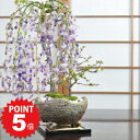 P5倍~7/11まで!盆栽 ミニ盆栽 藤 中サイズ 白長寿梅 寄せ植え イラボ鉢 藤盆栽 長寿梅 鉢花 一才藤 おしゃれ モダン インテリア 室内 鑑賞 プレゼント ギフト 贈り物 贈答品 贈答