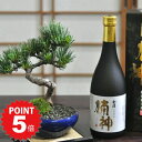 【ポイント5倍〜6/27まで】盆栽と日本酒のセット ミニ盆栽 ミニ松 松盆栽 樹齢7年 五葉松 盆栽の里香川の地酒 金陵 楠神 日本酒 ギフト 贈り物 プレゼン...