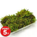 【ポイント5倍〜6/27まで】苔 シノブゴケ パック 忍苔 しのぶごけ 苔玉 苔テラリウム 苔盆栽 コケリウム 植物 ビオトープ 庭園 キット 栽培 初心者 m...