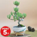 bonsai-myo:10002144のサンプル画像1
