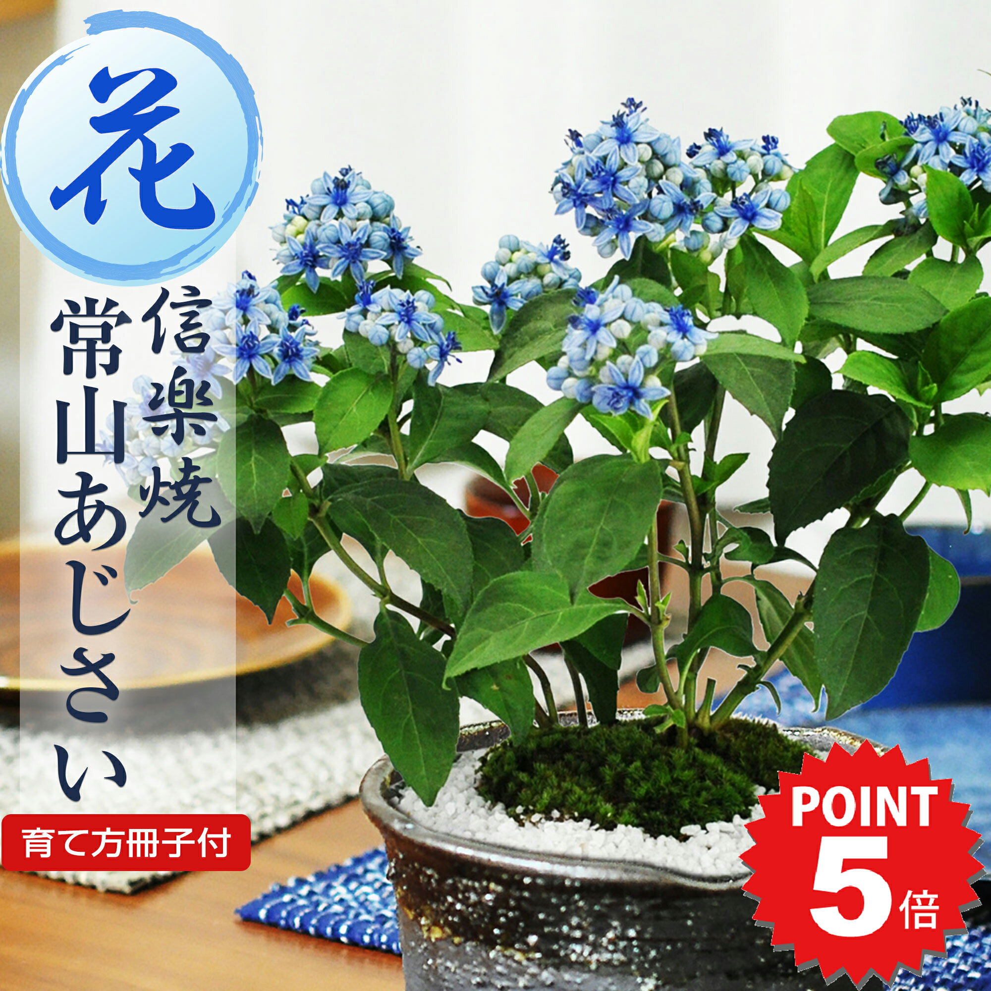 【ポイント5倍〜6/27まで】盆栽 常山(じょうざん)アジサイ 碧の瞳 信楽焼鉢 ディクロア ミニ盆