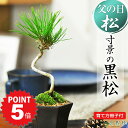 P5倍〜7/11まで!盆栽 四国黒松 寸景 ミニ盆栽 ボンサイ 松盆栽 ギフト プレゼント 父の日