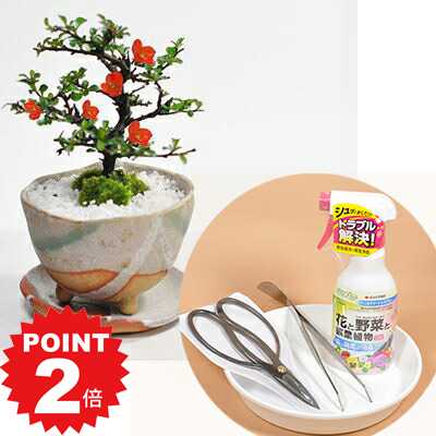 商品詳細 SPEC 樹木サイズ樹高約15cm×幅約13cm ※植物の為お届けする物には個体差があります。 ご了承の上、ご購入くださいませ。 ※ハサミやその他の道具の容器や形状が 異なる場合がございますが、 品質は変わりませんのでご安心ください。 鉢サイズ　幅12cm×高8cm *写真は代表的なイメージ写真になります。お届けする盆栽は数量物の為、高さ、枝ぶり、鉢の種類が写真とは異なる場合がございます。 育て方冊子と肥料が付属しますので初心者でも安心です。電話・メールでのサポートもしております。 ラッピングは無料です。ご注文時にお申しつけ下さい。 通常2営業日以内に発送致します。お急ぎの場合はご連絡下さい。土日祝日は発送お休みです。 長寿梅の盆栽とはじめての道具セット 受け皿付き 新しい趣味のプレゼント。盆栽とはじめて道具セット 新しい趣味を始めてみませんか? 育てやすい長寿梅と道具のセットです。 枝数が多く、花つきの良い長寿梅に 道具がセットになった商品なので 届いてすぐに始められます。 【セット内容】 長寿梅の盆栽 信楽祝い鉢 肥料と育て方冊子付き 盆栽バサミ ピンセット 薬剤 園芸トレイ樹木サイズ樹高約15cm×幅約13cm ※植物の為お届けする物には個体差があります。 ご了承の上、ご購入くださいませ。 ※ハサミやその他の道具の容器や形状が 異なる場合がございますが、 品質は変わりませんのでご安心ください。 鉢サイズ　幅12cm×高8cm 長寿梅の盆栽とはじめての道具セット 受け皿付きの育て方 日当たりでも半日陰でもよく育ちます。頻繁に水やりできるなら日当たりで管理したほうが成長します。水を好む樹種です。春秋は1日1回、夏は1日2〜3回、冬は2,3日に1回を目安に、表土が乾いたら鉢底から水が抜けるまでたっぷりとあげてください。月に1回置き肥をします。長寿梅の花は四季咲きですが気候によってはお届け時にお花が咲いていないこともあります。3月と9月に多く花を咲かせます。簡単なお世話でたくさん花を咲かせられますのでお花が咲いていなくてもご安心ください。サポートいたしますので毎年きれいな花を咲かせましょう。長寿梅新しい趣味のプレゼント。盆栽とはじめて道具セット 長寿梅の盆栽とはじめての道具セット 受け皿付き 新しい趣味をはじめよう。 育てやすい長寿梅と道具のセットです。枝数が多く花つきの良い長寿梅に道具がセットになった商品です。 届いてすぐにはじめられます。 受け皿付きなのですぐにお部屋にも飾って楽しめる長寿梅の盆栽 初めて道具で一通りの作業と管理をこなせるのではじめでも大丈夫です。 ハサミの形状は数種類ございます。品質は変わりませんのでご安心ください。 落ち着いた長寿梅の盆栽 3月と10月にいっぱい咲いてその間はポツポツと花を咲かせ年中楽しませてくれます。 立派な樹ですが、手のひらサイズです。 育て方の基本冊子と長寿梅の育て方、肥料1年分が付属しますので初めてでもすぐに楽しめます。 しっかりと鉢を固定してお送りします。 【セット内容】 長寿梅の盆栽 信楽祝い鉢 肥料と育て方冊子付き 盆栽バサミ ピンセット 薬剤 園芸トレイ樹木サイズ　幅14cm×樹高15cm 鉢サイズ　幅12cm×高8cm ※植物のためお届けするものには個体差があります。 また、鉢の種類や形が異なる場合があります。ご了承の上、ご購入くださいませ。 ※容器等は写真と異なる場合がございます。 ※ハサミの容器や形状が異なる場合がございますが、品質は変わりませんのでご安心ください。 長寿梅の盆栽とはじめての道具セット 受け皿付きの育て方 【置き場所】風通しよく、日照時間が4-5時間以上のところがよく、板や台の上に置き、時には樹の向きを変えるとよい。 【水やり】夏の晴天日では1日に1-2回、春秋には2日に1-2回、冬は1-3日に1回を標準とし、表層が乾いてから、たっぷりとかけるようにします。 【肥料】固形の肥料を月に一度施肥します。 盆栽に付属する説明書に詳しい育て方があります。また、不安な場合はいつでもお電話またはメールにてご相談下さい。