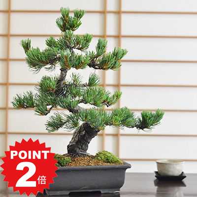 盆栽鉢 植木鉢 小品盆栽鉢 大品盆栽鉢 盆栽鉢 「紀伊赤絵山水図楕円鉢」 植木鉢 絵付鉢 作家鉢 磁器 共