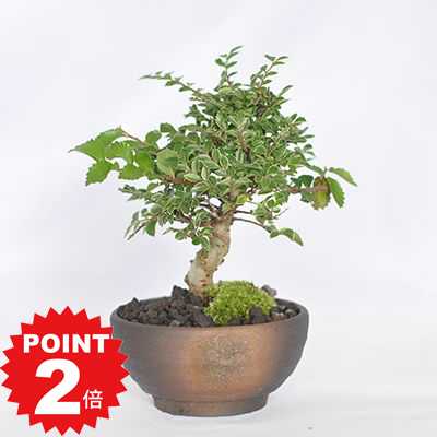 ポイント2倍〜11日まで！盆栽 けやき 欅 ミニ盆栽 初心者 紅葉 金芽八房 かわいい 鉢植え 趣味 室内 鑑賞 雑木盆栽 鉢植え 贈り物 ギフト プレゼント 贈答品 贈答 誕生日 父の日 お祝い 祝い 開店のサムネイル