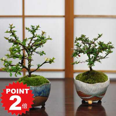 ポイント2倍〜11日まで！盆栽 長寿梅 紅白セット 赤花 白花 ミニ盆栽 初心者 室内 趣味 縁起盆栽 プレゼント ギフト 贈り物 贈答品 誕生日 お祝い退職 開店祝い 周年 新築 移転 送別 昇進 長寿祝い 母の日 父の日 敬老の日