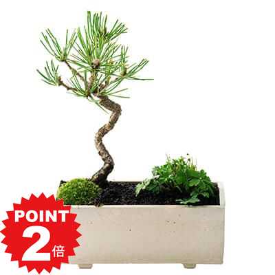 商品詳細 SPEC 樹高15cm×幅12cm 鉢 幅16.5cm×奥行6.5cm×高さ6.5cm 受皿 幅16.5cm×奥行6.5cm *写真は代表的なイメージ写真になります。お届けする盆栽は数量物の為、高さ、枝ぶり、鉢の種類が写真とは異なる場合がございます。 育て方冊子と肥料が付属しますので初心者でも安心です。電話・メールでのサポートもしております。 ラッピングは無料です。ご注文時にお申しつけ下さい。 通常2営業日以内に発送致します。お急ぎの場合はご連絡下さい。土日祝日は発送お休みです。 モダン盆栽 【敷板付き】 シンプルライフシリーズ M 黒松 バイカオーレン 寄せ植え 現代の生活に調和する盆栽 シンプルライフに似合う盆栽をイメージした「シンプルライフシリーズ」。盆栽の定番、黒松と人気の山野草バイカオウレンの組み合わせがシンプルな鉢とよく合います。プレゼントにもお薦めです。 数量ものの商品です。 メインの写真は4月頃の姿です。樹高15cm×幅12cm 鉢 幅16.5cm×奥行6.5cm×高さ6.5cm 受皿 幅16.5cm×奥行6.5cm ※植物の為お届けする物には個体差があります。 ご了承の上、ご購入くださいませ。 ※ラッピングペーパー写真はイメージです。 モダン盆栽 【敷板付き】 シンプルライフシリーズ M 黒松 バイカオーレン 寄せ植えの育て方 春、秋は毎朝1回、夏は朝晩2回、冬は2〜3日に1回水やりをします。たっぷりと水をあげて下さい。黒松現代の生活に調和する盆栽 モダン盆栽 【敷板付き】 シンプルライフシリーズ M 黒松 梅花オーレン 寄せ植え ※ラッピングは上記の写真のものとなり、お選びいただけませんのでご了承くださいませ。 ラッピングをする際に土や化粧、苔がこぼれないようにしてラッピングをいたします ■モダン盆栽 ミニミニ黒松とバイカオウレンの寄せ植え 【松盆栽の聖地・香川県高松市の黒松】 ・高松の盆栽職人が手掛けるミニサイズの黒松。 ・小さいながらも針金で曲げを作り、これからの成長が楽しみです。 ・黒松と梅花オーレン、苔を小さな寄せ植えにしました。 ・モダンな手持ちサイズのミニ盆栽。 ・かわいい盆栽。 ・梅花オーレンは早春に小さく可憐な白い花を咲かせます。松は1年中緑を楽しめます。 ・撮影は4月です。 ・樹高　約15cm　×　幅 約12cm ・鉢幅　約16.5cm　×　奥行 約6.5cm× 高さ 約6.5cmbr> ・敷板幅 約16.5cm× 奥行　約6.5cm 【盆栽といえば松 定番の樹種】 ・盆栽といえば松の盆栽、その中でも黒松は五葉松と人気を二分する盆栽の代表的な樹種です。 ・五葉松と比べて葉が長く剛直なのが特徴です。 ・厳しい環境で自生する黒松は丈夫なため、初心者の方の盆栽デビューにおすすめです。 ・松は松竹梅にも含まれているように縁起物として知られ、贈り物にも喜ばれます。 ・日々のお世話や樹の成長を楽しみに盆栽の趣味をはじめましょう。 ・室内鑑賞の際は受け皿と合わせて、洋風な室内の雰囲気にも合うようなモダンな盆栽に仕立てています。 【ギフト対応について】 ・大切な人へのプレゼントにも選ばれる盆栽 ・ラッピングペーパーは選びいただけます。ご注文時にご指定ください。 ・メッセージカード無料です。オリジナルメッセージをご希望の場合、メッセージの内容を60文字以内で備考欄にご入力ください。 【お届けするもの・付属品】 ・黒松の盆栽 ・敷板 ・盆栽の肥料1年分 ・盆栽基本管理の冊子 ・樹種別説明書 盆栽初心者の方、これからはじめるのに不安な方、ご安心ください。 盆栽についてわからないことや困ったことがありましたら、メールやお電話でのサポートをいたします。また、育て方のコンテンツやメルマガで情報発信も行っています。 お気軽にご相談ください。 【ご注意】 植物の特性上、全ての商品が写真とは形状が異なり、平均的な個体の写真を掲載しています。 写真と異なる部分は樹の個性として了承いただけますようお願いいたします。 また鉢の形や種類が写真と異なる場合がございます。 松は常緑ですが冬は葉の色が淡くなります。 【黒松の育て方】 (置き場所) 日当たりを好みますが半日陰や日陰でも環境に合わせて育ちます。 風通しの良い場所に置いてください。基本は室外管理です。 冬は風、霜のあたらない陽だまりがよいです。 室内で鑑賞する場合、春から秋は3日、冬は1週間程度を目安にして下さい。 エアコンの風が直接当たらないようにします。 (水やり) 土の表面が乾いたら水をたっぷり与えてください。 乾き気味に管理するのが良いと言われますが、苔や化粧砂で土の乾燥具合の見極めが難しい場合は春夏は1日1回、夏は1日2回、冬は2、3日に1回を目安に与えてください。 (肥料) 春から秋にかけて月1回、固形肥料を置きます。(梅雨時と真夏を除く) (病害虫) 病気・害虫の発生期は春から秋に被害が広がりますので定期的な消毒が必要です。 特に病気は1度かかると回復が難しかったり、回復までに時間がかかることがありますので予防と早期発見が大切です。 (盆栽管理のポイント) 盆栽は原則は屋外管理です。普段は庭やベランダに置いて日々のお世話をして下さい。 ですが、葉っぱが鮮やかに青々としている時、来客のある時など部屋の中で鑑賞したいということで室内、屋内に取り込むのはOKです。 春から秋は2、3日、冬は1週間程度を目安に。屋内に取り込んでいる間も水やりは忘れずに。 そしてエアコンの風が当たらないよう置き場所を工夫しましょう。 玄関に飾ったり、和室の床の間に飾ったり。 また、ミニサイズの盆栽はダイニングテーブルやデスクの上など身近に飾ることもできます。 卓上盆栽・テーブルプランツ・デスクプランツなどとも言われますが和のインテリアとして植物に癒やされることでしょう。 ●盆栽ギフトのご利用シーン● 身近にいる大切な人へ 子から母へ・子から父へ・子から両親(父母)へ・妻から夫へ・夫から妻へ・孫から祖父母へ・孫から祖父へ・孫から祖母へ・叔母叔父へ・伯母伯父へ・旦那へ・嫁へ・恋人へ・彼氏へ・彼女へ・家族へ・兄弟へ・姉妹へ イベントに合わせて日頃の感謝を伝える 誕生日・長寿祝い・賀寿祝い・母の日・父の日・敬老の日・結婚記念日・バレンタインデー・ホワイトデー・クリスマス・お正月・記念日・御祝・定年退職 これまで花束を贈ったり、鉢植えを贈ったりしてきたけれど、同じようなものの繰り返し。 なにか目新しいものを贈りたいなと思っている方に選んでいただきたい。 盆栽という趣味の贈り物のサプライズ。まさか盆栽！？と驚かれることでしょう。 ハイセンスでおしゃれな贈り物になります。 盆栽に添えた大切に育ててねのメッセージには、いつまでも健康で元気でいてほしいと願う気持ちを込めて。 そして、盆栽を毎日楽しんでほしい。あなたの気持ちは樹の花言葉とともにきっと伝わると思います。 お世話になった方に 取引先へ・上司へ・先輩へ・後輩へ・同僚へ・恩師へ・先生へ・師匠へ・知人へ・友人へ お祝いや感謝・お礼の気持ちを込めて 退職祝い・新築祝い・引越し祝い・開業祝い・定年退職・退職・送別・お祝い・御祝・内祝い・お返し・お礼・結婚祝い お祝いや感謝の気持ちを込めた贈答品やお返し。 人生の節目に彩りを加え、その先の人生がより楽しく豊かになるよう願いを込めた盆栽ギフトです。 癒やされたり、リラックス効果のある植物は贈り物としても定番ですが、 近頃は洋室にも合うようなモダンな盆栽も増えています。とってもおしゃれなインテリアに。