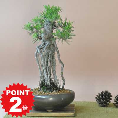 3 黒松　盆栽　中品　格安　セール 楽天市場】三河黒松 中品盆栽 【盆栽 松】いよじ園 : いよじ園