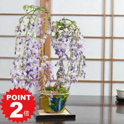 商品詳細 SPEC 樹高35cm×幅10cm 幅12.5cm×高さ7.8cm *写真は代表的なイメージ写真になります。お届けする盆栽は数量物の為、高さ、枝ぶり、鉢の種類が写真とは異なる場合がございます。 育て方冊子と肥料が付属しますので初心者でも安心です。電話・メールでのサポートもしております。 ラッピングは無料です。ご注文時にお申しつけ下さい。 通常2営業日以内に発送致します。お急ぎの場合はご連絡下さい。土日祝日は発送お休みです。 藤 中サイズ　九谷焼 九谷焼の絵付け鉢に仕立てたワンランク上の藤盆栽 一点一点手書きで描かれた九谷焼の鉢です。万年青(おもと)という、漢字の通りいつでも青々とした美しい葉を持つことから縁起が良いとされる植物の図柄です。藤の開花期が5月ごろですので、お引越し、入学など春の門出を祝う贈り物にも適しています。 数量ものの商品です。 メインの写真は3月頃の姿です。樹高35cm×幅10cm 幅12.5cm×高さ7.8cm *数量物の為、若干の高さ、枝ぶり、鉢の種類が異なる場合があります。 藤 中サイズ　九谷焼の育て方 夏ごろに花芽をつけるのでそれまでは大胆な剪定をしないようにします。込み入ったところを、太陽の光や風通しが良くなる程度の剪定にしましょう。花後は肥料を与えます。藤盆栽 この商品に関するよくある質問 ダイニングテーブルに置いて鑑賞したいのですが大きさはどれくらいですか?九谷焼の絵付け鉢に仕立てたワンランク上の藤盆栽 藤 中サイズ　九谷焼 一点一点手書きで描かれた九谷焼の鉢です。万年青(おもと)という、漢字の通りいつでも青々とした美しい葉を持つことから縁起が良いとされる植物の図柄です。藤の開花期が5月ごろですので、お引越し、入学など春の門出を祝う贈り物にも適しています。 すらりと伸びた寒樹の姿も美しい 化粧砂は高級感ある鞍馬砂 洋室にも 手書きで絵付けされた鉢も魅力 贈り物にも見栄えのするサイズ 数量ものの商品です。 メインの写真は3月頃の姿です。樹高35cm×幅10cm 幅12.5cm×高さ7.8cm *数量物の為、若干の高さ、枝ぶり、鉢の種類が異なる場合があります。 藤 中サイズ　九谷焼の育て方 風に揺られる花は美しいだけでなく香りでも楽しませてくれます。紫の藤色が代表的な花の色ですが、品種によってはピンクや白い花もあります。丈夫で育てやすく剪定を間違えなければ比較的簡単な管理で毎年のきれいな花を楽しめます。 【置き場所】日当たりの良い場所に置きます。つぼみをふくらませる開花間近の3月は、霜にあたるとつぼみを落としてしまいますので、気候には注意します。冬の休眠期は太陽を必要としないので軒下や暖房のあたらない室内でも管理出来ます。 【水やり】乾いたらたっぷりと与えます。冬場に水切れをおこすと花が咲かなくなりますので注意します。