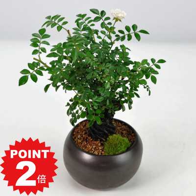 商品詳細 根上がり姫バラ 白花 SPEC 樹高約17cm×幅約17cm 鉢幅約10cm×高さ約7cm *写真は代表的なイメージ写真になります。お届けする盆栽は数量物の為、高さ、枝ぶり、鉢の種類が写真とは異なる場合がございます。 育て方冊子と肥料が付属しますので初心者でも安心です。電話・メールでのサポートもしております。 ラッピングは無料です。ご注文時にお申しつけ下さい。 通常2営業日以内に発送致します。お急ぎの場合はご連絡下さい。土日祝日は発送お休みです。 小さな花を咲かせるバラの盆栽です。 根上がり姫バラ 白花 小さな花をつける姫バラです。手のひらサイズの盆栽に仕立てました。可憐な白色の花を咲かせます。盆栽に仕立てた姫バラは開花の時期はもちろん葉の茂る時期も四季折々の姿を楽しむことができます。小さな鉢植えですので室内で鑑賞も可能です。 数量ものの商品です。 メインの写真は7月頃の姿です。樹高約17cm×幅約17cm 鉢幅約10cm×高さ約7cm ※植物の為お届けする物には個体差があります。ご了承の上、ご購入くださいませ。 ※鉢は写真のものと変わる場合がございます。ご了承ください。 根上がり姫バラ 白花の育て方 多くの品種のあるバラですが、盆栽としては小ぶりな雅バラやミニバラが多くあります。条件がよければ秋ごろまで花を楽しめます。剪定を繰り返して樹を太くしていくと盆栽として見応えのある樹になっていきますので人気のある樹種のひとつです。 日当たりの良い場所で管理します。室内では十分な日光が得られず、花や葉が落ちてしまいますので、あまり長く置きすぎないことに注意して室内鑑賞してください。水やりは土の表面が乾いたらたっぷりとあげましょう。目安として春秋は1日1回、冬は3日に1回、真夏は1日2回です。午前中に水をあげるのがベストです。