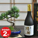 ポイント2倍~11日まで!盆栽と日本酒のセット ミニ盆栽 ミニ松 松盆栽 樹齢7年 五葉松 盆栽の里香川の地酒 金陵 楠神 日本酒 ギフト 贈り物 プレゼント 盆栽ギフト 酒ギフト敬老の日 お誕生日 お祝い 記念日 結婚 新築 引越 移転 内祝い