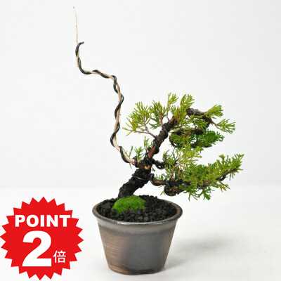 商品詳細 真柏 万古焼金吹鉢 SPEC 樹高約25cm×幅約20cm 鉢幅11cm×高さ7.5cm *写真は代表的なイメージ写真になります。お届けする盆栽は数量物の為、高さ、枝ぶり、鉢の種類が写真とは異なる場合がございます。 育て方冊子と肥料が付属しますので初心者でも安心です。電話・メールでのサポートもしております。 ラッピングは無料です。ご注文時にお申しつけ下さい。 通常2営業日以内に発送致します。お急ぎの場合はご連絡下さい。土日祝日は発送お休みです。 横に流れた樹形と見事なジンシャリ。 真柏 万古焼金吹鉢 松に負けず劣らずファンが多い真柏のミニ盆栽です。横に流れるような樹形とジンシャリが見事です。両手で収まるほどの大きさでありながら、盆栽職人によって作り込まれた真柏の盆栽はどことなく迫力と気品漂う仕上がりになりました。 数量ものの商品です。 メインの写真は11月頃の姿です。樹高約25cm×幅約20cm 鉢幅11cm×高さ7.5cm ※数量物の為、若干の高さ、枝ぶり、鉢の種類が異なる場合があります。 真柏 万古焼金吹鉢の育て方 白骨のような舎利（シャリ）、神（ジン）の異様な姿に圧倒されます。 真柏の魅力はなんといっても舎利と水吸いが織りなす趣あふれる幹芸です。 幹肌にまるで深山の古木のような風情が漂います。 芸術性の高い樹が多いのも納得できます。 【置き場所】 日当たりと風通しの良い場所で管理します。また空気の清浄な場所を好みます。 【水やり】 水遣りによって生長の速度を管理できます。早く生長させたい場合はたっぷりと。 夏の暑い時期には葉水を行って下さい。ハダニの予防ができます。