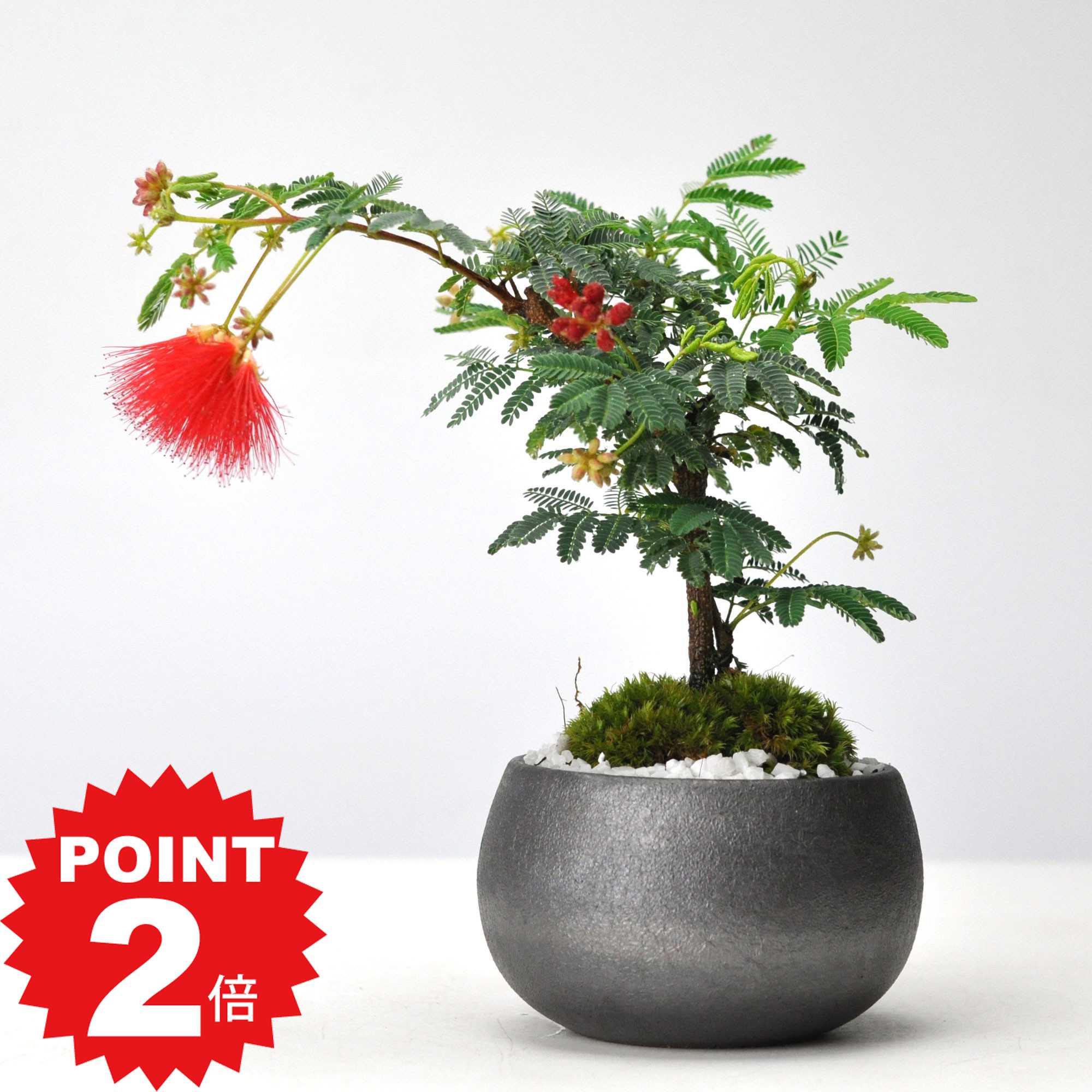 ポイント2倍〜11日まで！盆栽 ねむの木 ネムノキ ミニ盆栽 合歓木 鉢植え 園芸 植物愛好家 自然美 ミニチュア風景 プレゼント ギフト 贈り物 母の日 父の日 敬老の日 誕生日 長寿 御祝い 開店 就任