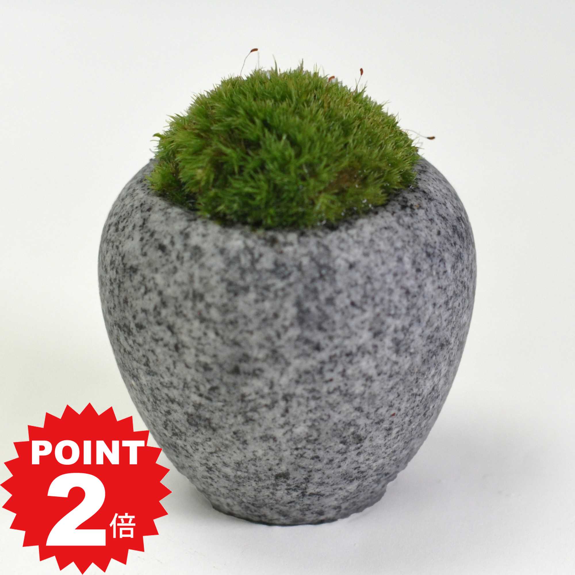 ポイント2倍〜11日まで！庵治石の器 苔盆栽 エッグストーン インテリアグリーン 和風 和モダン 石の器 ..