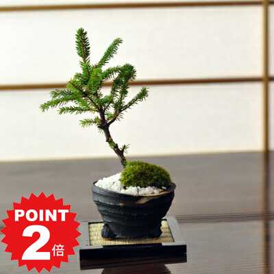 ポイント2倍〜11日まで！盆栽 松 エゾマツ ミニ盆栽 エゾ松 蝦夷松 北海道産の松盆栽 趣味 ギフト 卓上盆栽 贈り物 プレゼント 贈答品 贈答 育て方説明書付き 肥料付き お祝い 誕生日 父の日 開店祝い 開店 オープン 移転 引越 新築 結婚 結婚記