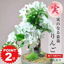 ポイント2倍~11日まで!ミニ盆栽 りんご ミニミニ盆栽 姫リンゴ 実 信楽鉢 かわいい 実もの 鉢植え初心者 室内 趣味 プレゼント ギフト 贈り物 贈答品 誕生日 父の日 お祝い退職 開店祝い 周年 結婚 改装 移転 送別 昇進 長寿祝い