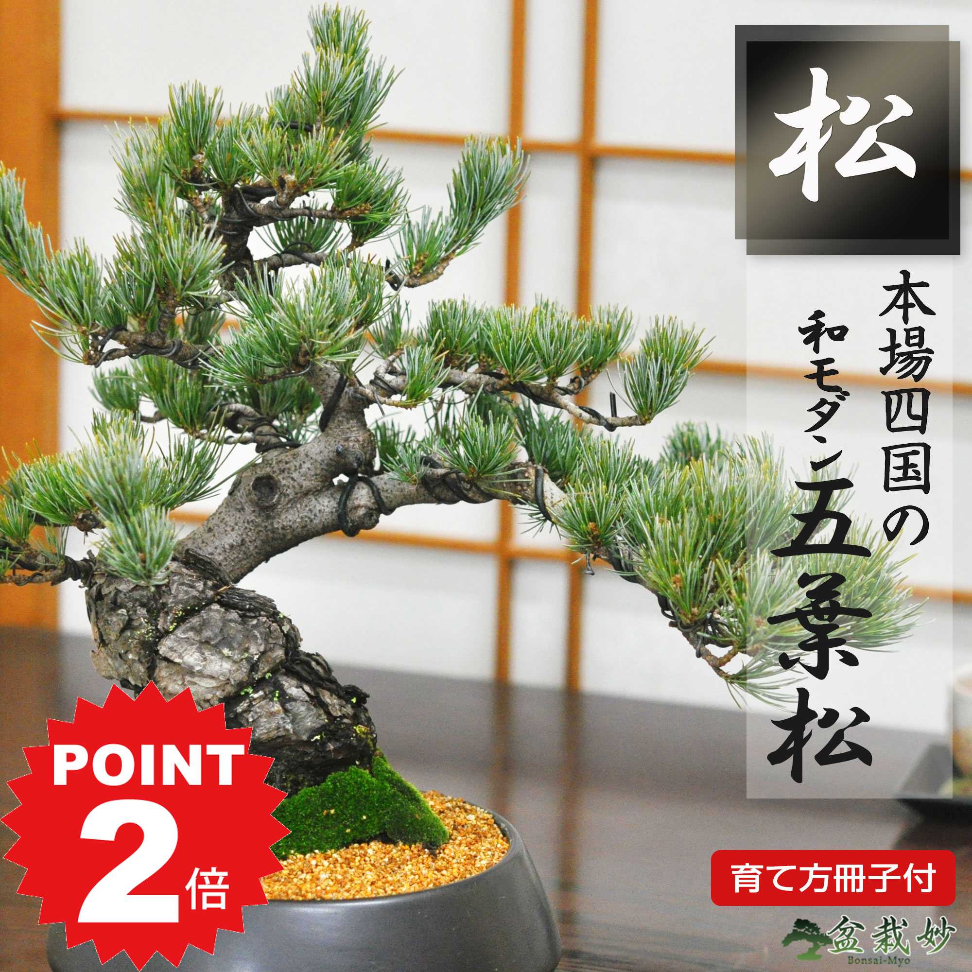 商品詳細 SPEC 樹高約28cm×幅約30cm 鉢幅約21cm×高さ約8cm *写真は代表的なイメージ写真になります。お届けする盆栽は数量物の為、高さ、枝ぶり、鉢の種類が写真とは異なる場合がございます。 育て方冊子と肥料が付属しますので初心者でも安心です。電話・メールでのサポートもしております。 ラッピングは無料です。ご注文時にお申しつけ下さい。 通常2営業日以内に発送致します。お急ぎの場合はご連絡下さい。土日祝日は発送お休みです。 和モダン五葉松 中サイズ 漆黒浅丸 受け皿付き クールな和モダンの落ち着いた盆栽 伝統的な幹の曲がりと枝ぶりの五葉松の盆栽を、現代風にアレンジし、インテリアにマッチするように仕立てました。和モダンな盆栽ですので、和の空間はもちろん、洋の空間にも似合います。緑のアートとして空間で存在感を発揮しますので、お店や会社の入り口やお客様をおもてなしするスペースなどの空間にこの盆栽をおすすめします。鉢はどのような雰囲気にも合わせられる落ち着いた漆黒の陶器鉢です。化粧砂と山苔で庭園感を演出し、室内で小さな和の庭を楽しめます。 数量ものの商品です。 メインの写真は7月頃の姿です。樹高約28cm×幅約30cm 鉢幅約21cm×高さ約8cm ※数量物の為、若干の高さ、枝ぶり、鉢の種類が異なる場合があります。 和モダン五葉松 中サイズ 漆黒浅丸 受け皿付きの育て方 盆栽はずっと室内で育てることはできません。外で十分な光と空気が必要になります。室内で鑑賞するときは様子を見ながら1週間を限度に、外で休ませるようにしてください。店舗などで毎日展示したい場合は、同じものを複数用意して外と中、展示と休憩をローテーションさせるようにします。水やりですが、苔が張ってあるので土で乾き具合を判断するのが難しいので目安として春?秋は毎朝1回、特に夏の暑い盛りは朝晩2回、冬は2?3日に1回程度が良いでしょう。鉢底から水が抜けるまでたっぷりと上げてください。根は成長が早いので、植え替えは毎年できると良い状態を保てます。秋から冬にかけて去年の葉が茶色くなってきますので、手やピンセットで取り除きましょう。五葉松クールな和モダンの落ち着いた盆栽 和モダン五葉松 中サイズ 漆黒浅丸 受け皿付き 伝統的な幹の曲がりと枝ぶりの五葉松の盆栽を、現代風にアレンジし、インテリアにマッチするように仕立てました。和モダンな盆栽ですので、和の空間はもちろん、洋の空間にも似合います。緑のアートとして空間で存在感を発揮しますので、お店や会社の入り口やお客様をおもてなしするスペースなどの空間にこの盆栽をおすすめします。鉢はどのような雰囲気にも合わせられる落ち着いた漆黒の陶器鉢です。化粧砂と山苔で庭園感を演出し、室内で小さな和の庭を楽しめます。 ■四国五葉松 和モダン 【松盆栽の聖地・香川県高松市の五葉松】 ・高松の盆栽職人によって仕立てられた高松盆栽。 ・古木感のある幹肌、見事な樹形。 ・洋風鉢と合わせてモダンな雰囲気に仕立てています。 ・縁起の良い五葉松は御祝いにも最適です。 ・樹高　約28cm　×　幅 約30cm ・鉢幅　約21cm　×　高さ 約8cm 【盆栽といえば松 定番の樹種】 ・盆栽といえば松の盆栽、その中でも五葉松は特に人気です。 ・厳しい環境で自生する五葉松は丈夫なため、初心者の方の盆栽デビューにおすすめです。 ・日々のお世話や樹の成長を楽しみに盆栽の趣味をはじめましょう。 ・松は松竹梅にも含まれているように縁起物として知られ、贈り物にも喜ばれます。 【ギフト対応について】 ・大切な人へのプレゼント、ビジネスでのお祝いやお礼などにも選ばれる盆栽 ・ラッピングペーパーは選びいただけます。ご注文時にご指定ください。 ・メッセージカード無料です。オリジナルメッセージをご希望の場合、メッセージの内容を60文字以内で備考欄にご入力ください。 【お届けするもの・付属品】 ・五葉松の盆栽 ・盆栽の肥料1年分 ・盆栽基本管理の冊子 ・樹種別説明書 盆栽初心者の方、これからはじめるのに不安な方、ご安心ください。 盆栽についてわからないことや困ったことがありましたら、メールやお電話でのサポートをいたします。また、育て方のコンテンツやメルマガで情報発信も行っています。 お気軽にご相談ください。 【ご注意】 植物の特性上、全ての商品が写真とは形状が異なり、平均的な個体の写真を掲載しています。 写真と異なる部分は樹の個性として了承いただけますようお願いいたします。 また鉢の形や種類が写真と異なる場合がございます。 松は常緑ですが冬は葉の色が淡くなります。 【五葉松の育て方】 (置き場所) 葉が密集しますので風通しの良いところ、また日の光を好みますので日当たりの良い屋外で管理して下さい。 室内で鑑賞する場合、春から秋は3日、冬は1週間程度を目安にして下さい。 エアコンの風が直接当たらないようにします。 (水やり) 土の表面が乾いたら水をたっぷり与えてください。 乾き気味に管理するのが良いと言われますが、苔や化粧砂で土の乾燥具合の見極めが難しい場合は春夏は1日1回、夏は1日2回、冬は2、3日に1回を目安に与えてください。 (肥料) 春から秋にかけて月1回、固形肥料を置きます。(梅雨時と真夏を除く) (病害虫) 病気・害虫の発生期は春から秋に被害が広がりますので定期的な消毒が必要です。 特に病気は1度かかると回復が難しかったり、回復までに時間がかかることがありますので予防と早期発見が大切です。 (盆栽管理のポイント) 盆栽は原則は屋外管理です。普段は庭やベランダに置いて日々のお世話をして下さい。 ですが、葉っぱが鮮やかに青々としている時、来客のある時など部屋の中で鑑賞したいということで室内、屋内に取り込むのはOKです。 春から秋は2、3日、冬は1週間程度を目安に。屋内に取り込んでいる間も水やりは忘れずに。 そしてエアコンの風が当たらないよう置き場所を工夫しましょう。 玄関に飾ったり、和室の床の間に飾ったり。 また、ミニサイズの盆栽はダイニングテーブルやデスクの上など身近に飾ることもできます。 卓上盆栽・テーブルプランツ・デスクプランツなどとも言われますが和のインテリアとして植物に癒やされることでしょう。 ●盆栽ギフトのご利用シーン● 身近にいる大切な人へ 子から母へ・子から父へ・子から両親(父母)へ・妻から夫へ・夫から妻へ・孫から祖父母へ・孫から祖父へ・孫から祖母へ・叔母叔父へ・伯母伯父へ・旦那へ・嫁へ・恋人へ・彼氏へ・彼女へ・家族へ・兄弟へ・姉妹へ イベントに合わせて日頃の感謝を伝える 誕生日・長寿祝い・賀寿祝い・母の日・父の日・敬老の日・結婚記念日・バレンタインデー・ホワイトデー・クリスマス・お正月・記念日・御祝・定年退職 これまで花束を贈ったり、鉢植えを贈ったりしてきたけれど、同じようなものの繰り返し。 なにか目新しいものを贈りたいなと思っている方に選んでいただきたい。 盆栽という趣味の贈り物のサプライズ。まさか盆栽！？と驚かれることでしょう。 ハイセンスでおしゃれな贈り物になります。 盆栽に添えた大切に育ててねのメッセージには、いつまでも健康で元気でいてほしいと願う気持ちを込めて。 そして、盆栽を毎日楽しんでほしい。あなたの気持ちは樹の花言葉とともにきっと伝わると思います。 お世話になった方に 取引先へ・上司へ・先輩へ・後輩へ・同僚へ・恩師へ・先生へ・師匠へ・知人へ・友人へ お祝いや感謝・お礼の気持ちを込めて 退職祝い・新築祝い・引越し祝い・開業祝い・定年退職・退職・送別・お祝い・御祝・内祝い・お返し・お礼・結婚祝い お祝いや感謝の気持ちを込めた贈答品やお返し。 人生の節目に彩りを加え、その先の人生がより楽しく豊かになるよう願いを込めた盆栽ギフトです。 癒やされたり、リラックス効果のある植物は贈り物としても定番ですが、 近頃は洋室にも合うようなモダンな盆栽も増えています。とってもおしゃれなインテリアに。