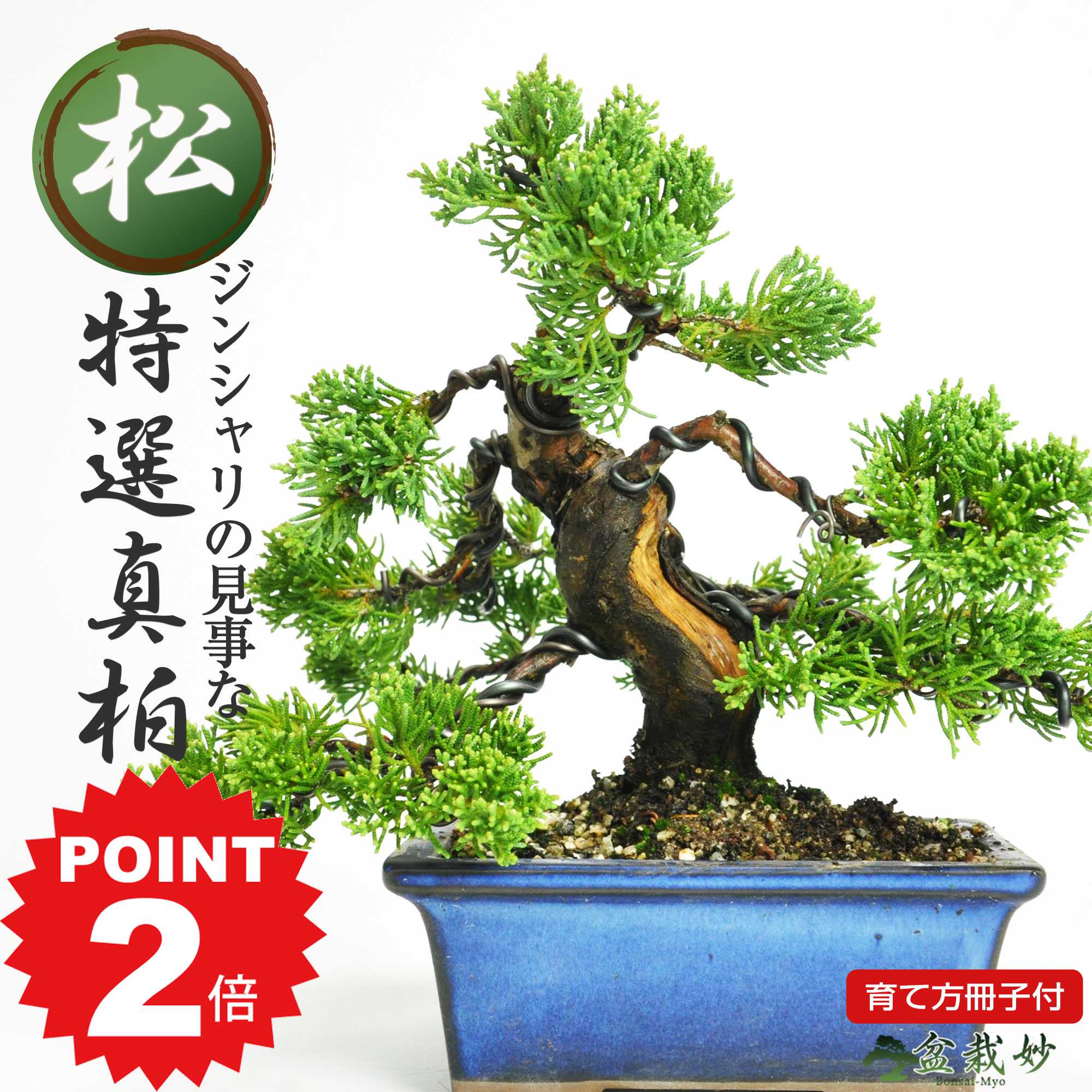 ポイント2倍～11日まで！ミニ盆栽 真柏 ジンシャリが見事な特選真柏の盆栽 小品ミニ盆栽 趣味 インテリアグリーン 室内 鑑賞 肥料付き ギフト プレゼント 盆栽ギフト ギフト用ミニ盆栽 お祝い 開店 オープン 移転 退職 昇進 送別 移転 誕生日