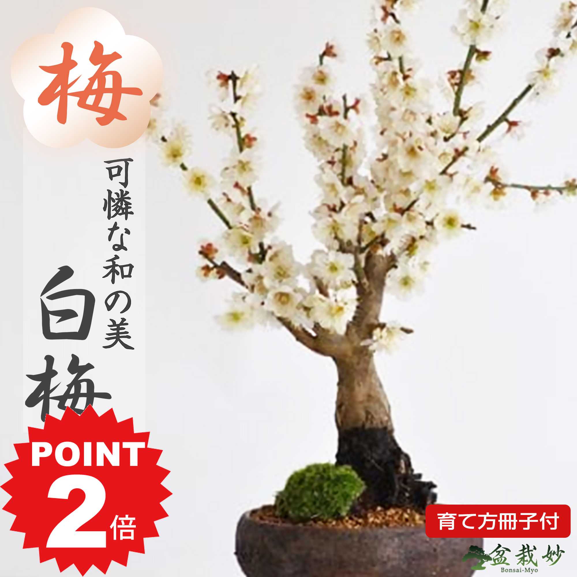 ポイント2倍～11日まで！ミニ盆栽 梅 白梅 梅のミニ盆栽 信楽鉄鉢 ミニミニ盆栽 小品ミニ盆栽 梅ミニ盆栽 花もの 初心者 趣味 入門 肥料付き 室内 鑑賞 ギフトプレゼント 贈り物 贈答品 贈答 誕生日 お祝い 開店 オープン 移転 改装 結婚 結