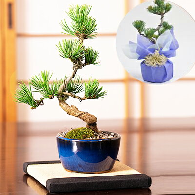 盆栽 特選：三河黒松*　現品 くろまつ　クロマツ　Kuromatsu bonsai 中品盆栽