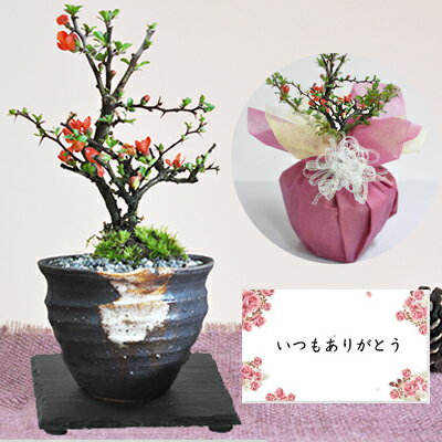 花の鉢植えを 喜寿祝い に 敬老の日ギフトにものおすすめプレゼントランキング 予算10 000円以内 Ocruyo オクルヨ