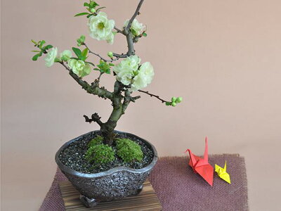 品種豊富で手入れが楽 ボケ 木瓜 盆栽の育て方講座 植え替えの適期も解説 暮らし の 品種豊富で手入れが楽 ボケ 木瓜 盆栽の育て方講座 植え替えの適期も解説 暮らし の