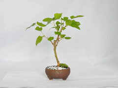 https://thumbnail.image.rakuten.co.jp/@0_gold/bonsai-myo/upload/product/1131d01.jpg