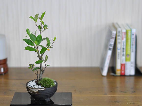 盆栽 カマツカ ミニ盆栽 白花 赤い実 初心者 人気 室内 鑑賞 和風 卓上盆栽 インテリアグリーン ギフト プレゼント 贈り物 贈答 開店祝い 祝い 開店 オープン