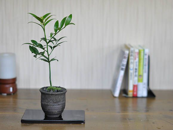 盆栽 ナギ 梛ミニ盆栽 ミニ なぎ 梛 雑木 紅葉 ギフト 敬老の日 初心者 bonsai ボンサイ 趣味 和 日本 伝統 文化 アート 園芸 ガーデニ..