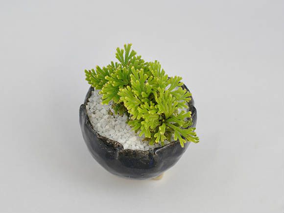 盆栽 イワヒバ 岩檜葉ミニ盆栽 ミニ いわひば イワヒバ 草ギフト 敬老の日 初心者 bonsai ボンサイ 趣味 和 日本 伝統 文化 アート 園芸 ガーデニング 卓上 プレゼント 開店 開業 祝