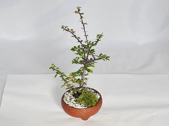 https://thumbnail.image.rakuten.co.jp/@0_gold/bonsai-myo/upload/product/1146d01.jpg
