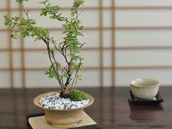 盆栽 金露梅ミニ盆栽 ミニ きんろばい 金露梅 花ギフト 敬老の日 初心者 bonsai ボンサイ 趣味 和 日本 伝統 文化 アート 園芸 ガーデニング 卓上 プレゼント 開店 開業 祝