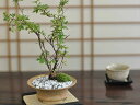 盆栽 金露梅ミニ盆栽 ミニ きんろばい 金露梅 花ギフト 敬老の日 初心者 bonsai ボンサイ 趣味 和 日本 伝統 文化 アート 園芸 ガーデニング 卓上...