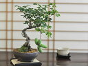 ~ у~j~ ~j  APr Mtg hV̓ S bonsai {TC  a { `  A[g | K[fjO  v[g JX J j