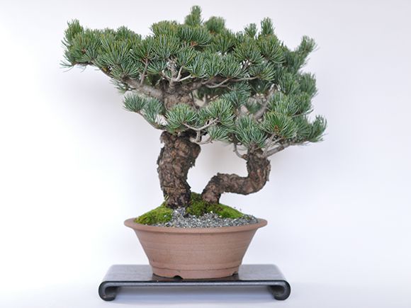 ̵۸վεߺ ߥߺ bonsai ܥ󥵥 ܤ󤵤  д ۤ˾࿦£ʪץ쥼 Ϸ