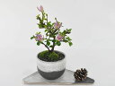 盆栽 睡蓮木 ミニ盆栽 花 スイレンボク 鉢植え 初心者 室内 鑑賞 花もの盆栽 盆栽ギフト ギフト用 趣味 モダン鉢 プレゼント ギフト 贈り物 誕生日 お祝...