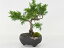 盆栽 真柏 ミニ真柏 ミニ盆栽 初心者 室内鑑賞 ミニ 松柏 趣味 bonsai ぼんさい しんぱく 初心者 入門 プレゼント ギフト 贈答品 贈り物 誕生日 長寿祝い 母の日 父の日 敬老の日