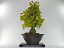 盆栽 イチョウの大木【大品盆栽 bonsai ぼんさい 銀杏 大品 貴風 大型 迫力 大きい 街路樹 黄葉】