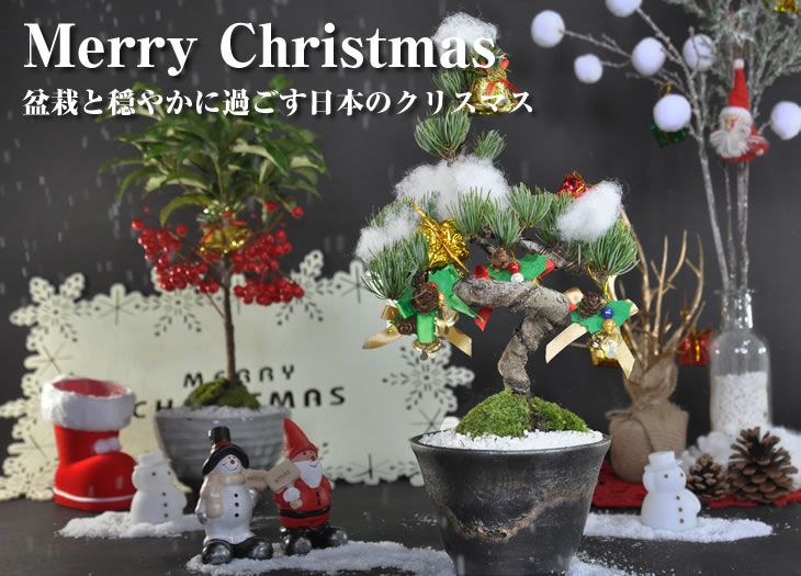 盆栽 松 五葉松 クリスマス クリス松 五葉松 和風クリスマスツリー ミニ盆栽 飾り付 オーナメント 初心者 室内 鑑賞 趣味 卓上盆栽 贈り物 ギフト プレゼント 贈答品 誕生日 お祝い 開店 オー…