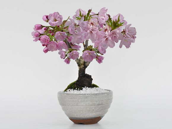 盆栽 桜 さくらの信楽茶碗鉢 ミニ盆栽 陶器鉢4号 樹齢5年 盆栽ギフト かわいい おしゃれ 初心者 贈り物 ギフト プレゼント 誕生日 バレンタイン さくら 母の日 sakura bonsai ぼんさい 桜特集格安通販　バレンタイン　人気　ランキング
