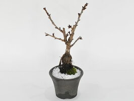プレゼント 店桜の鉢植えを楽しむなら盆栽がおすすめ 中サイズの旭山桜 ミニ盆栽 母の日 陶器鉢4号 バレンタイン 贈り物 ミニ盆栽 桜 ギフト Sakura 桜盆栽 初心者 盆栽 シックなモダン盆栽 自宅でお花見 盆栽 盆栽ギフト バレンタイン おしゃれ かわいい ぼんさい 誕生日 プレゼント 店桜の鉢植えを楽しむなら盆栽がおすすめ 中サイズの旭山桜 ミニ盆栽 母の日 陶器鉢4号 バレンタイン 贈り物 ミニ盆栽 桜 ギフト Sakura 桜盆栽 初心者 盆栽 シックなモダン盆栽 自宅でお花見 盆栽 盆栽ギフト バレンタイン おしゃれ かわいい ぼんさい 誕生日