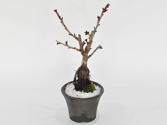 プレゼント 店桜の鉢植えを楽しむなら盆栽がおすすめ 中サイズの旭山桜 ミニ盆栽 母の日 陶器鉢4号 バレンタイン 贈り物 ミニ盆栽 桜 ギフト Sakura 桜盆栽 初心者 盆栽 シックなモダン盆栽 自宅でお花見 盆栽 盆栽ギフト バレンタイン おしゃれ かわいい ぼんさい 誕生日