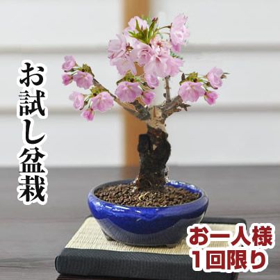 開花終了 桜 盆栽 桜 ミニ盆栽 初心